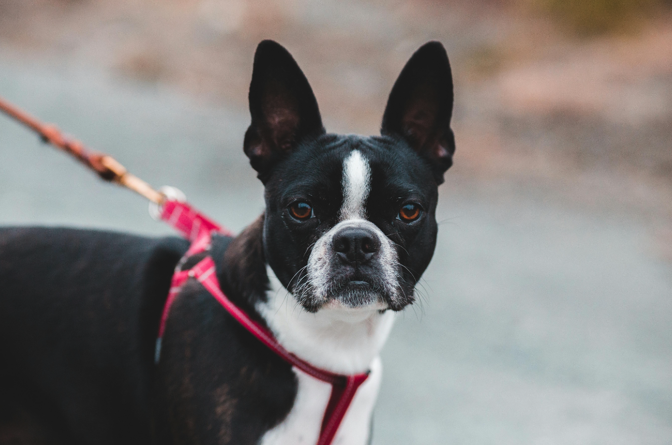 Springtime Paw Care for Pets: Keeping Their Steps Happy and Healthy